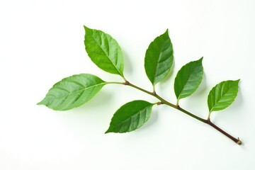 Wall Mural - Delicate branch with leaves isolated on white background, organic shapes, botanical