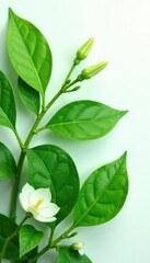 Wall Mural - Lush green leaves surround a delicate flower isolated on white background, pure, leafy greens