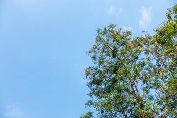 Wall Mural - clear blue sky background,clouds with background, blue sky background with tiny clouds. white fluffy
