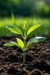 © haiqiang - a close up of a small plant sprouting in the dirt