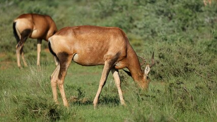 Wall Mural - a red hartebeest antelope (alcelaphus buselaphus) feeding in natural habitat, mokala national park, 