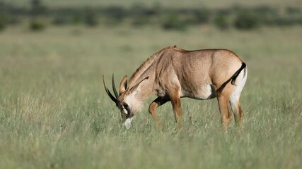 Wall Mural - a rare roan antelope (hippotragus equinus) in natural habitat, mokala national park, south africa