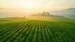 © Ravanas Arts - Sunrise over Tea Plantation, Aerial view of tea plantation at sunrise.