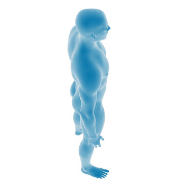 3D rendering of a human anatomy side view.