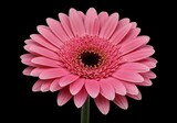 Close up view of a pink gerbera daisy with a dark center on a black background in full bloom transparent background