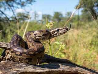 Wall Mural - boa constrictor on a branch in a forest.