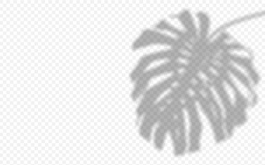 Wall Mural - shadow overlay from a monstera leaf isolated on a transparent background.