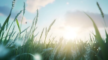 Poster - a lush verdant grassy field gently illuminated by the warm golden glow of the sun in a peaceful tran
