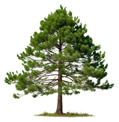 PNG Pitch pine tree plant white background tranquility.