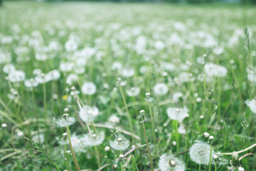 Wall Mural - white fluffy dandelions in a spring field, blurred background of spring nature
