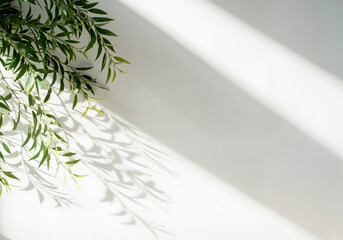 Poster - Green leaves casting beautiful shadows on a white background illuminated by natural sunlight, creating a serene and minimalist aesthetic