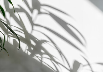 Poster - Green tropical plant leaves casting an aesthetic shadow on a minimal white wall, creating a beautiful abstract pattern