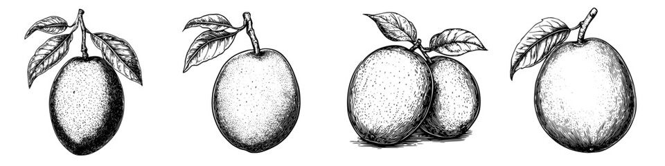 Poster - Fruit illustrations depicting oranges and lemons with leaves on a white background in a simple, hand-drawn style