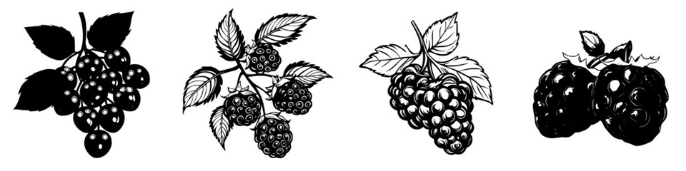 Poster - Various designs of blackberries and raspberries representing tasty fruit in artistic style for culinary projects or decor