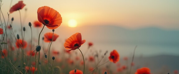 Poster - Poppy Field at Sunrise: Vibrant Red Flowers in a Serene, Scenic Landscape with Soft Golden Light