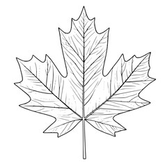 Poster - Detailed outline of a maple leaf showcasing its unique structure in a natural setting during autumn