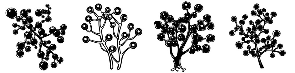 Poster - Unique black and white botanical illustrations of various tree-like structures with round features against a simple background