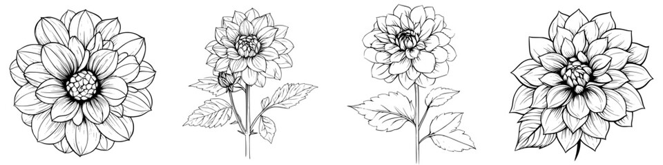 Poster - Intricate line drawings of four distinct dahlia flower designs showcasing floral beauty in a minimalist style
