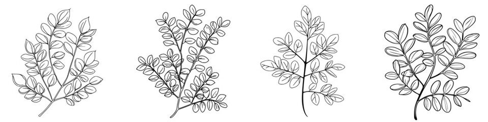 Poster - Detailed black and white sketches of various leaf shapes showcasing botanical diversity and design techniques