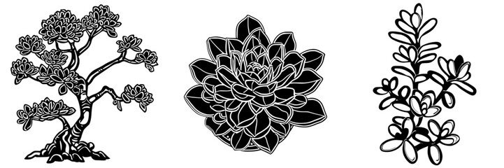 Poster - Black and white illustrations of succulent plants showcasing unique designs and details in a minimalist style
