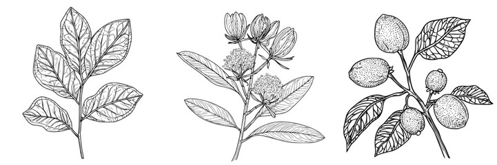 Poster - Botanical illustrations of leaves and flowers showcasing nature's diversity in detailed line art