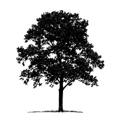 Poster - Beautiful silhouette of a large oak tree against a white background in a serene natural setting