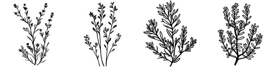 Poster - Botanical illustrations of various herbs in black and white showcasing intricate details of plant life