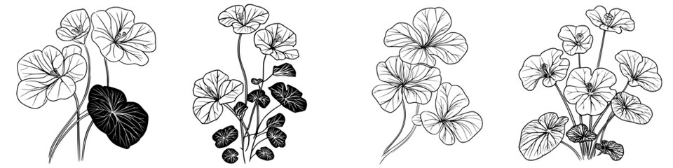 Poster - Elegant black and white botanical illustration of four varieties of nasturtium flowers in different poses