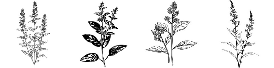 Poster - Botanical illustration of four varieties of flowering plants in detailed black and white line art