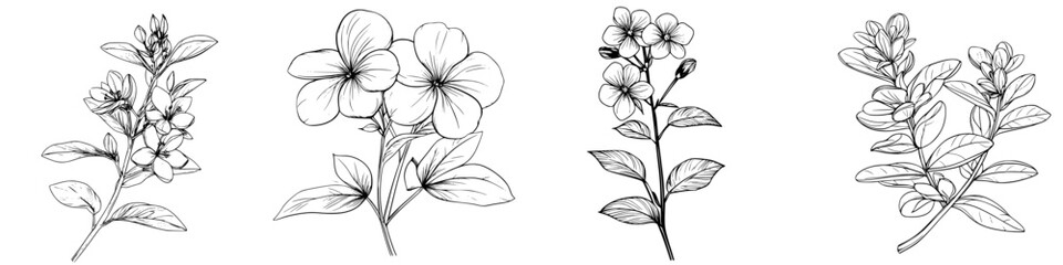 Poster - Botanical illustrations of flowers showcasing delicate details from various perspectives in a simple design
