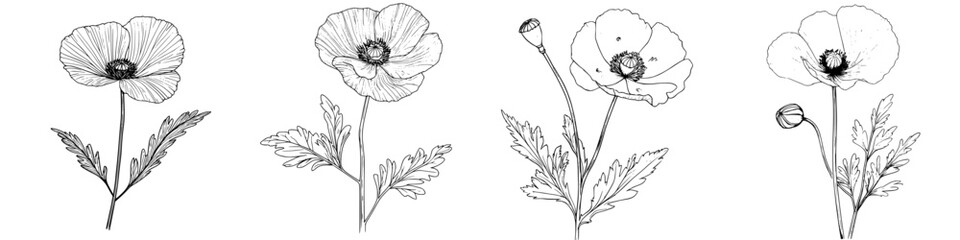Poster - Detailed botanical illustration of blooming poppy flowers showcasing various stages of development and intricate features