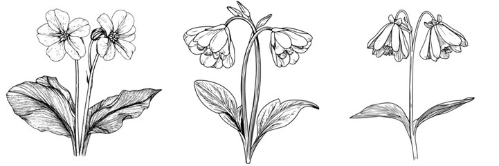 Poster - Illustration of various flowers showcasing unique shapes and delicate details in black and white art form