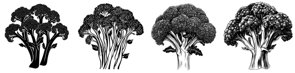 Poster - Detailed illustrations of fresh broccoli showcasing various perspectives and growth patterns in a minimalist black and white style