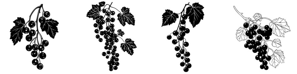 Poster - Black grape illustrations showcasing different cluster styles with delicate leaves and varied line techniques in a simple design