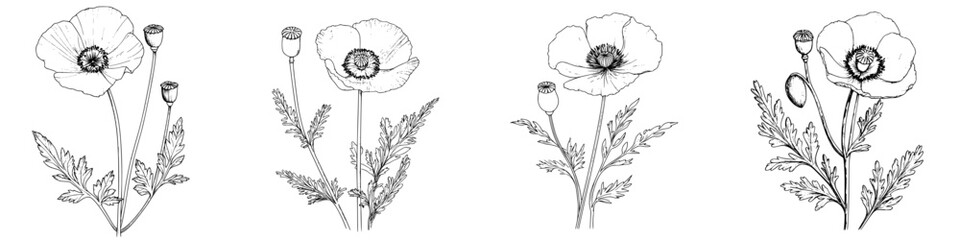 Poster - Floral drawings of poppies showcasing different stages and angles in a botanical illustration style