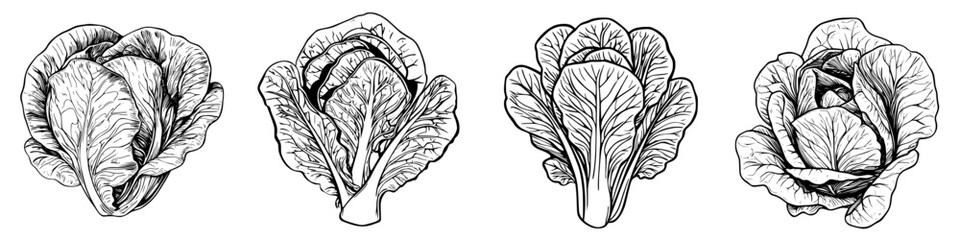 Poster - Various types of lettuce depicted in intricate line drawings showcasing their unique shapes and textures for botanical study