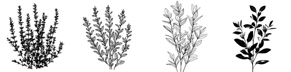 Poster - Different varieties of herbs displayed artistically in black and white, showcasing intricate leaf patterns and natural shapes