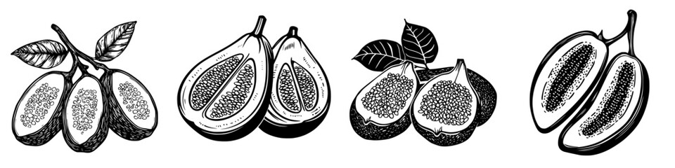 Poster - Illustrations of tropical fruit showing different stages of a rare fruit with seeds and leaves