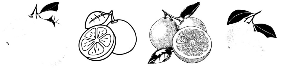 Poster - Illustration of citrus fruits including oranges, lemons, and leaves highlighting a fresh harvest