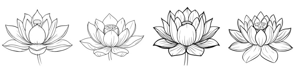 Poster - Various stages of lotus flower bloom illustrated in detailed black and white sketches showcasing unique petal shapes and designs