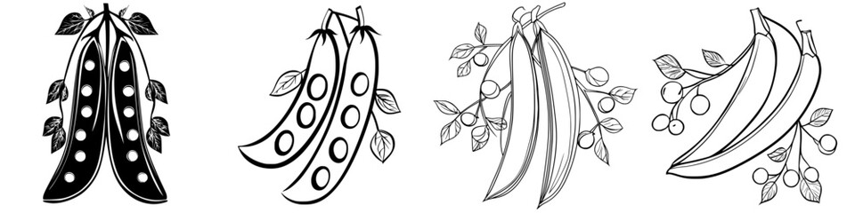 Poster - Different varieties of peas and beans depicted in black and white line art showcasing their unique shapes and attributes