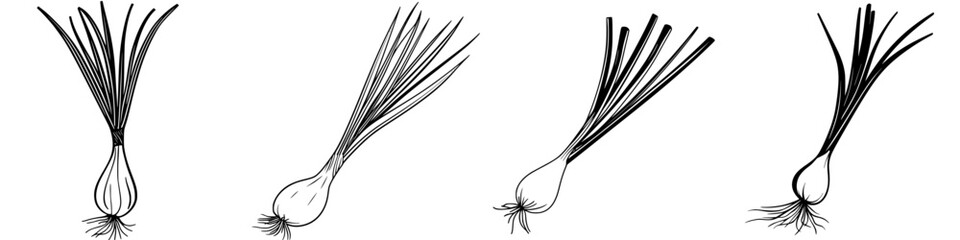Poster - Illustration of different stages of scallion growth in black and white detail