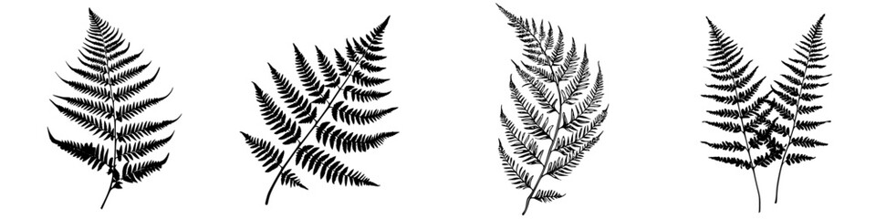 Poster - Explore the intricate beauty of fern leaves displayed in a harmonious arrangement, showcasing their unique shapes and textures