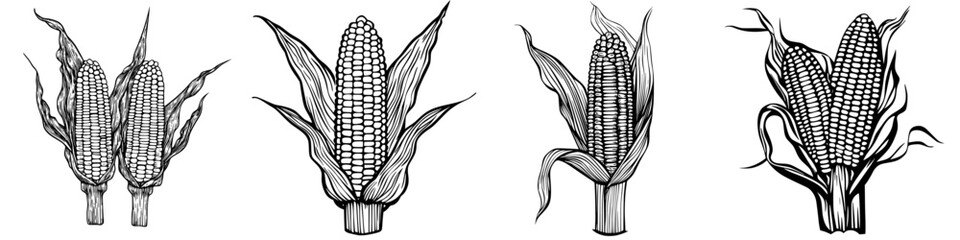Poster - Illustrations of corn cobs showing detailed anatomy and surrounding leaves in black and white style
