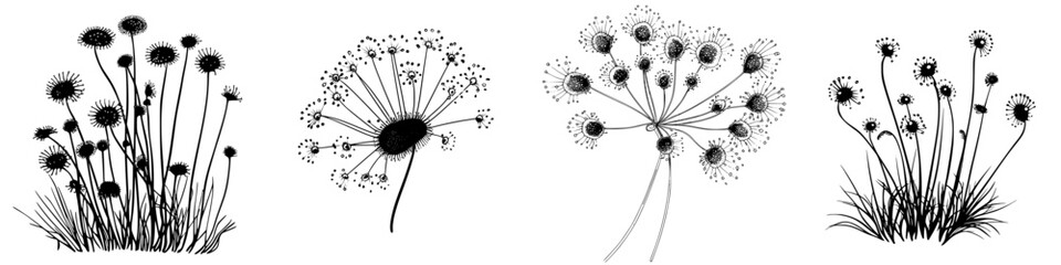 Poster - Illustration of assorted wildflowers showcasing a variety of shapes and details in a monochrome style