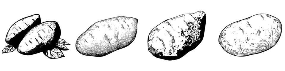 Poster - Various types of tubers displayed with detailed illustrations showcasing their shapes and textures