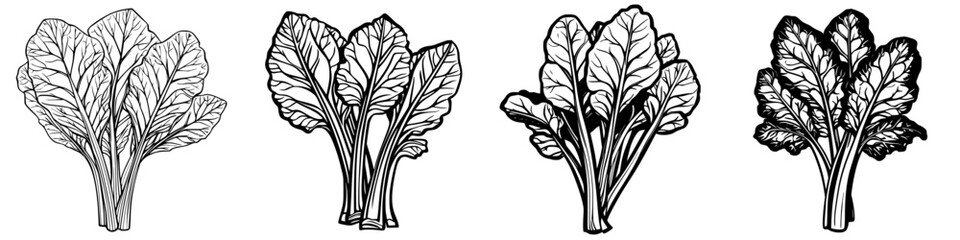 Poster - Illustration of leafy greens with varying styles of shading and detail showcasing their texture and form in a botanical design