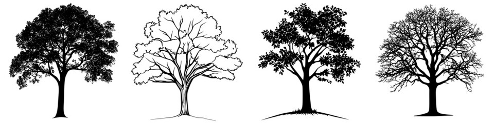 Poster - Various types of trees showcasing seasonal changes in leaf structure and foliage