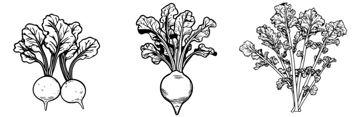 Poster - Fresh radishes with green leaves displayed in botanical illustration showcasing various types of radish