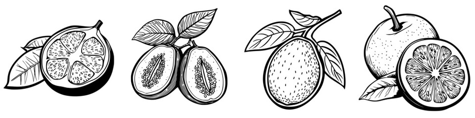 Poster - Variety of tropical fruits illustrated, showcasing guava, papaya, mango, and orange with detailed leaf depictions